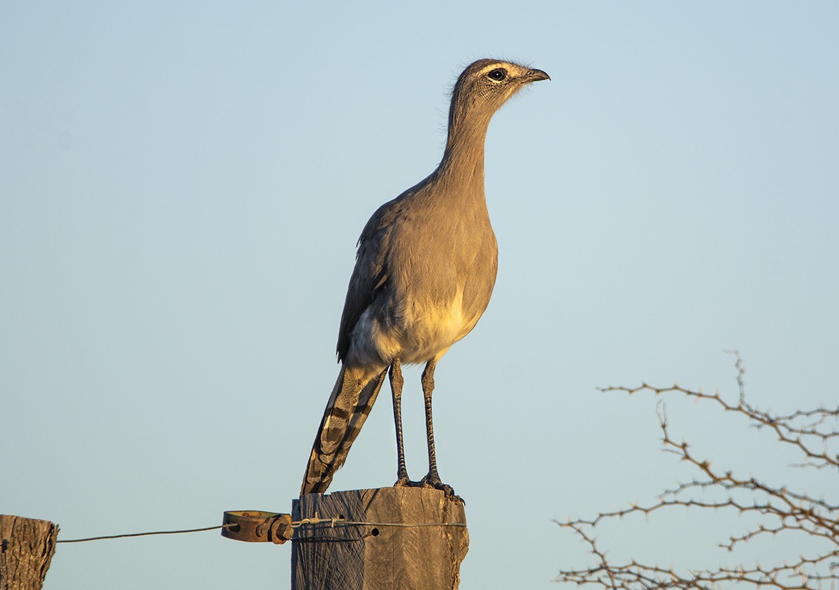 Cariama de Burmeister - ML492675051