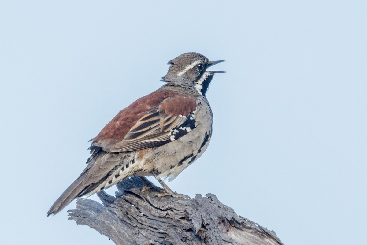 Copperback Quail-thrush - ML492675891