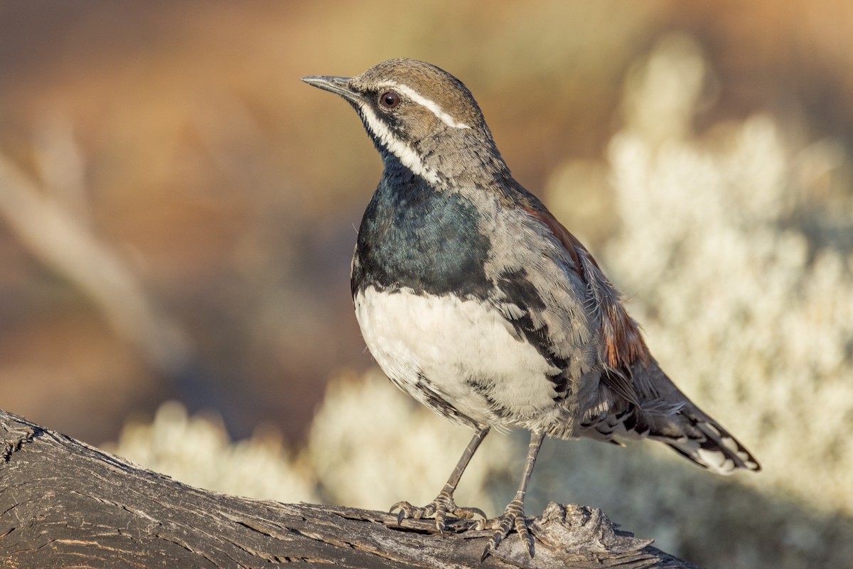 Copperback Quail-thrush - ML492675941