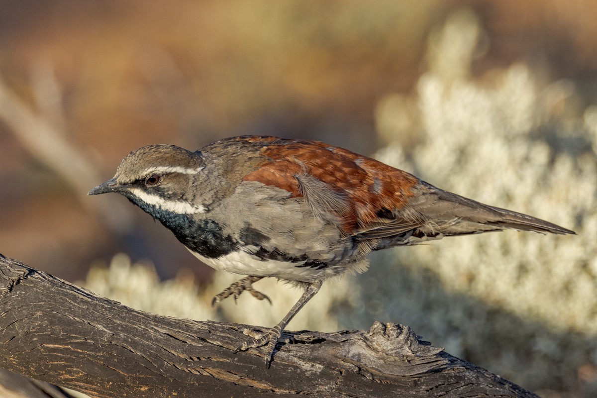 Copperback Quail-thrush - ML492675981