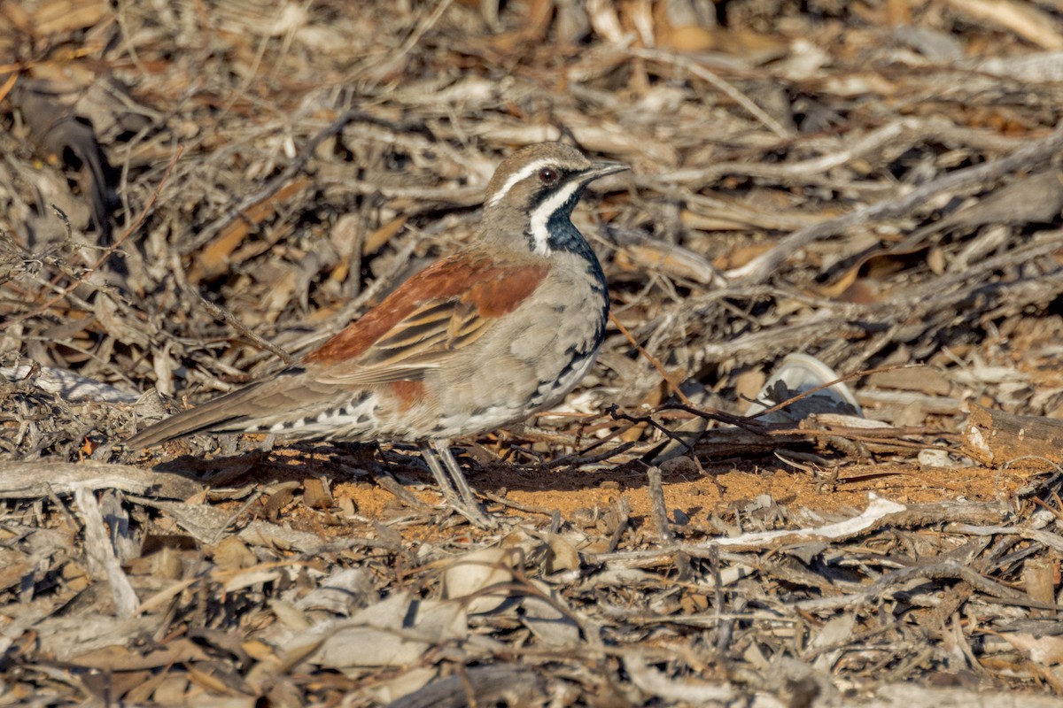 Copperback Quail-thrush - Imogen Warren