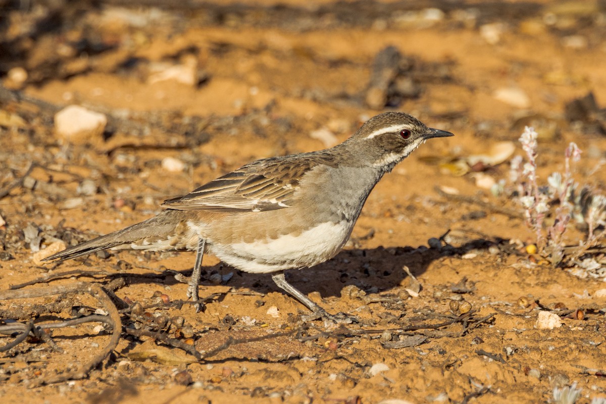 Copperback Quail-thrush - ML492676081