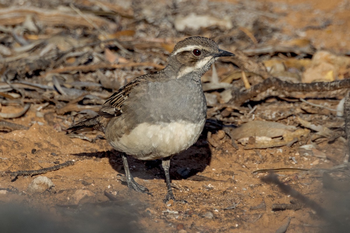 Copperback Quail-thrush - ML492676111