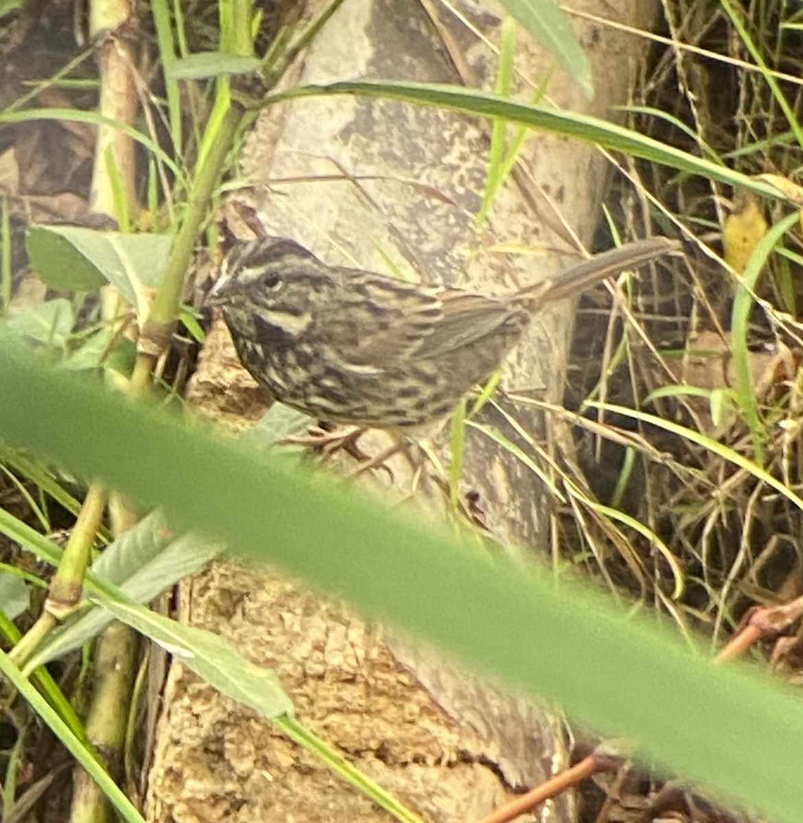 Song Sparrow - ML492676211