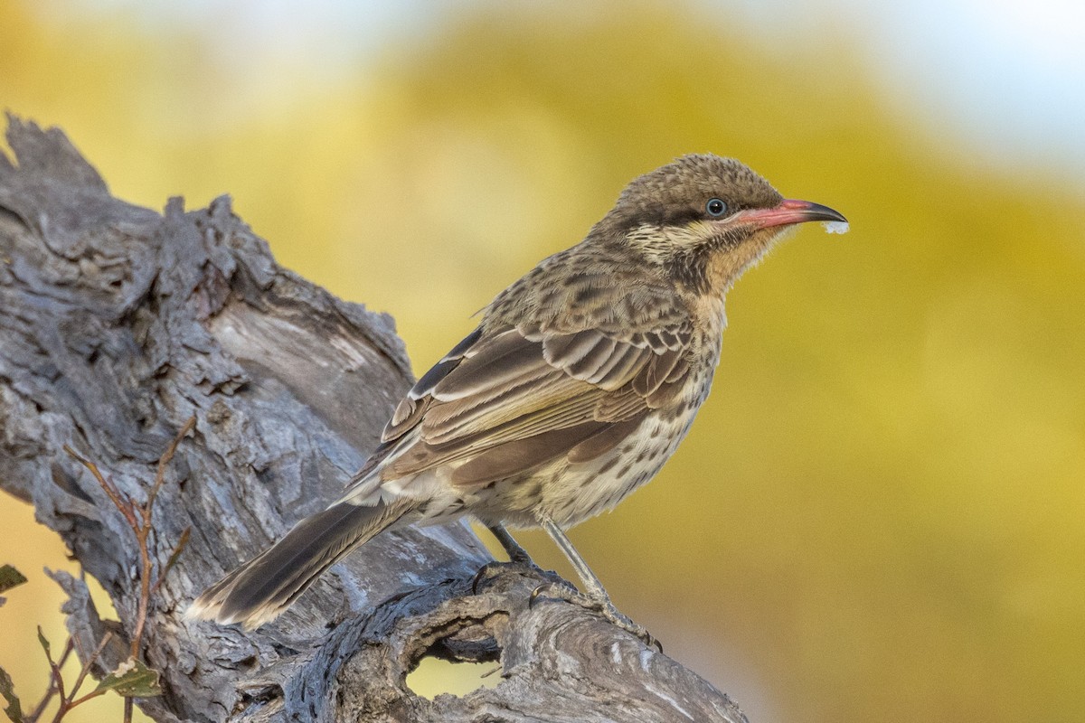 Spiny-cheeked Honeyeater - ML492676521