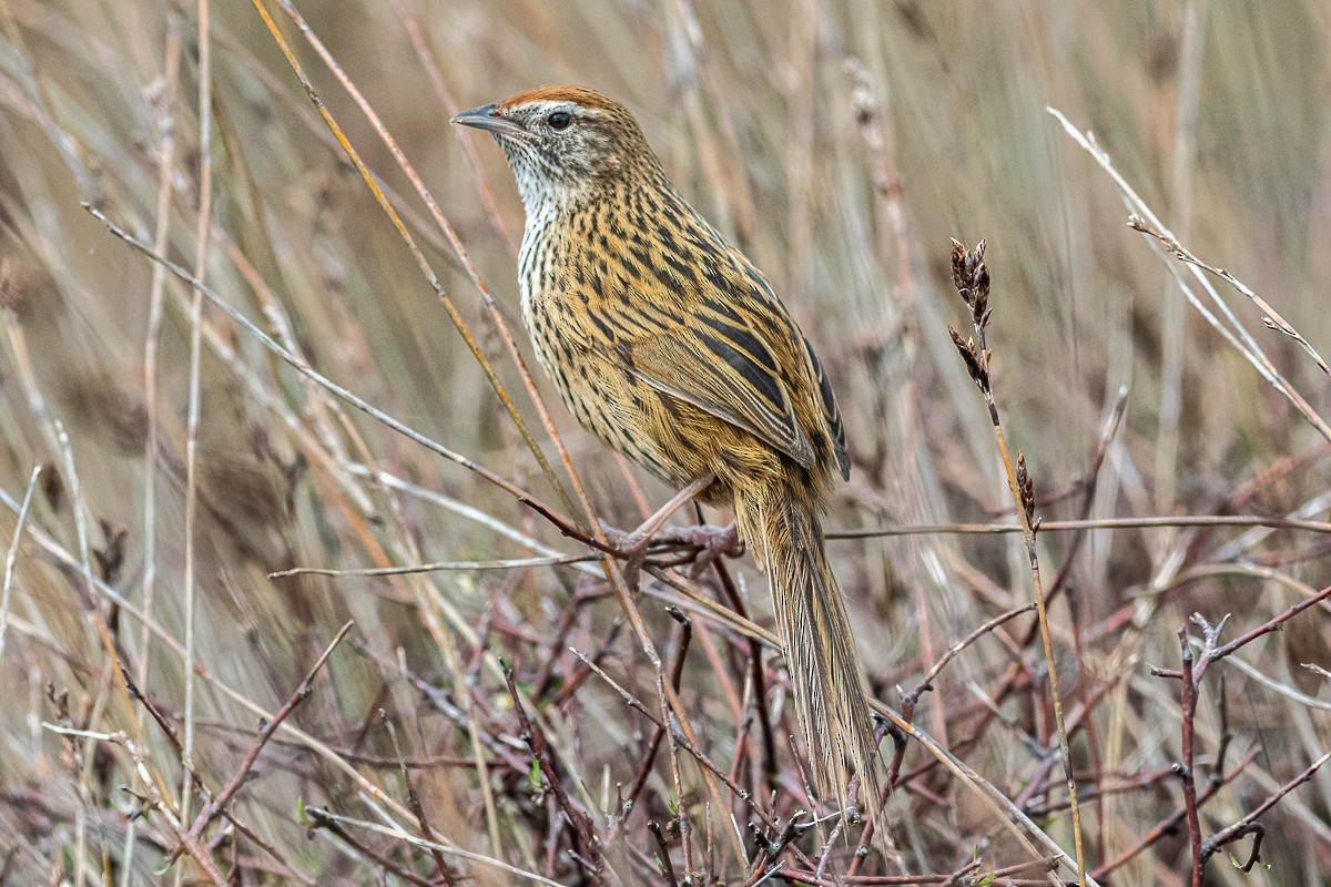 New Zealand Fernbird - ML492676591