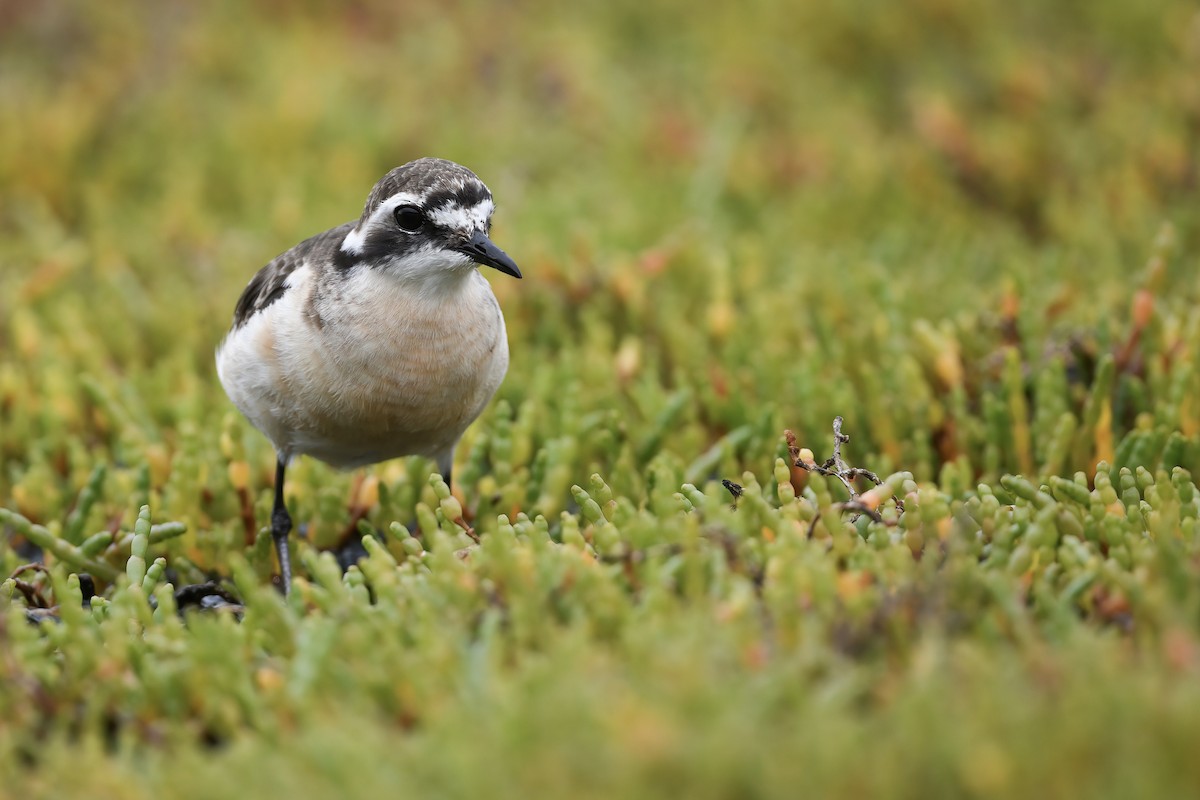 Kittlitz's Plover - ML492677001