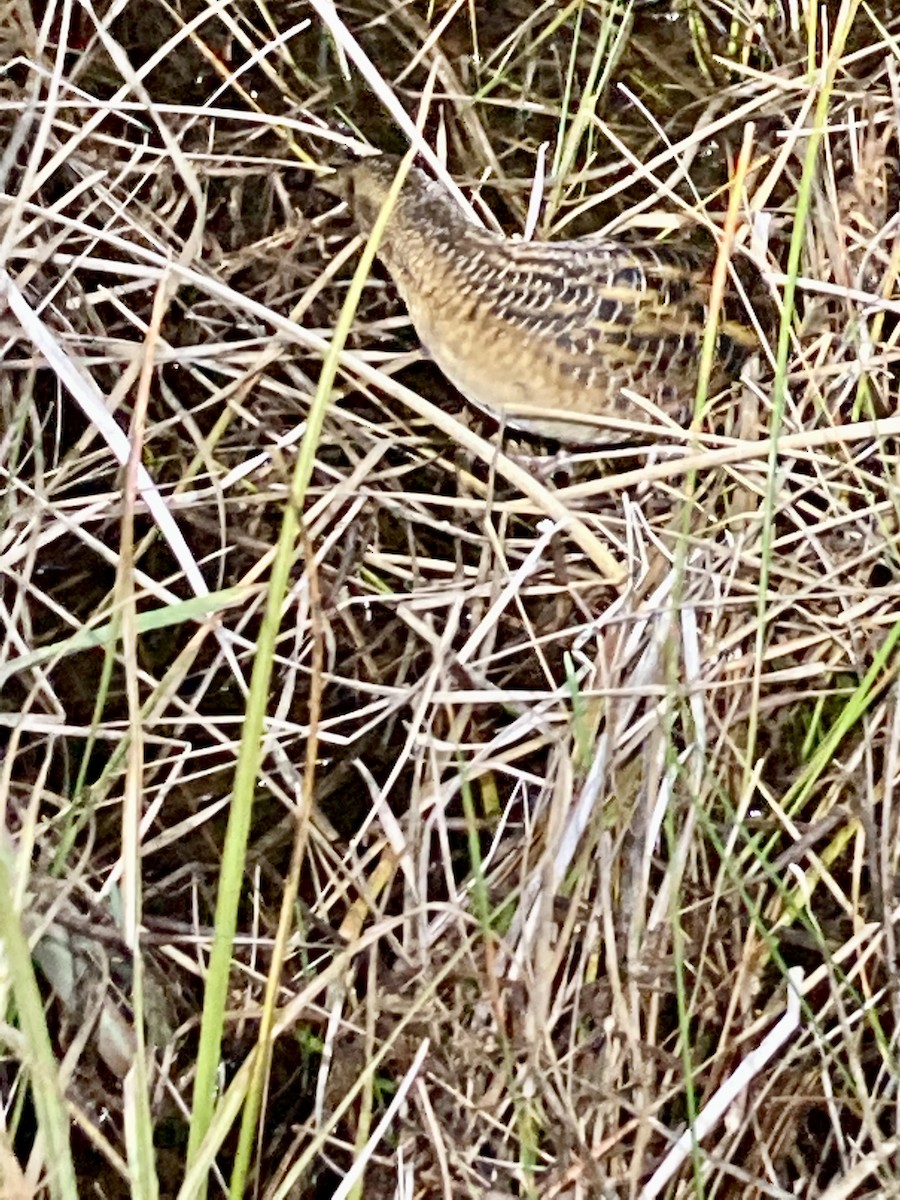 Yellow Rail - ML492677161