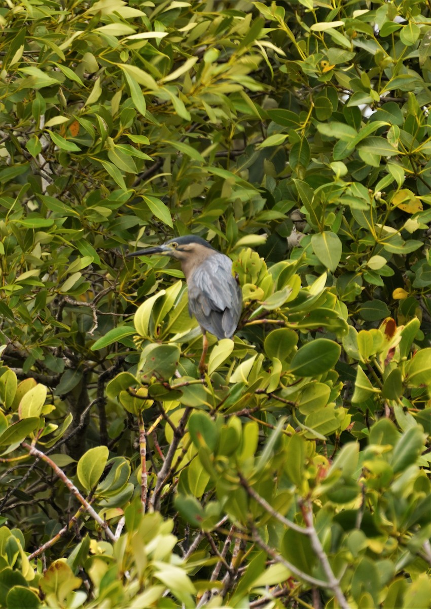 Striated Heron - ML492677431