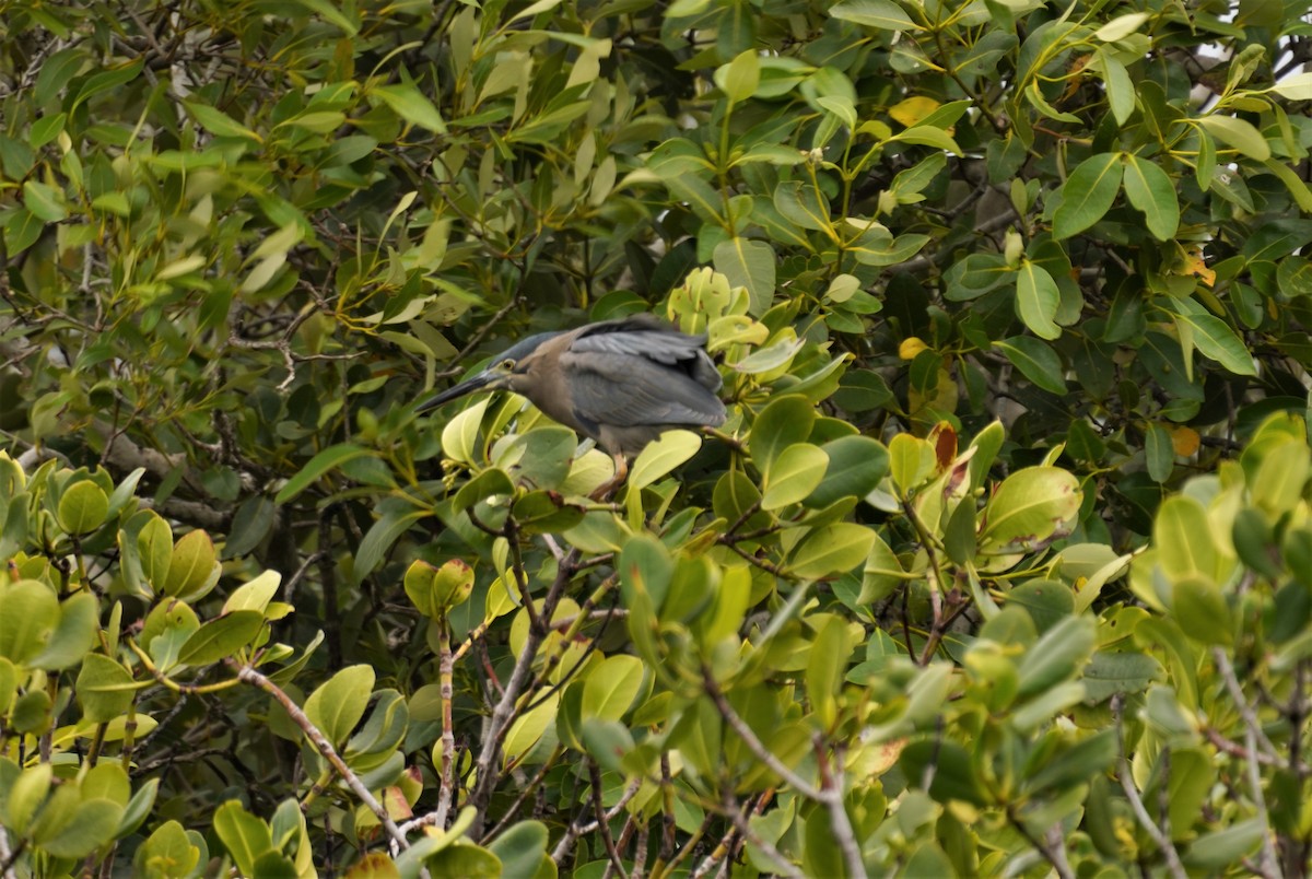 Striated Heron - ML492677441