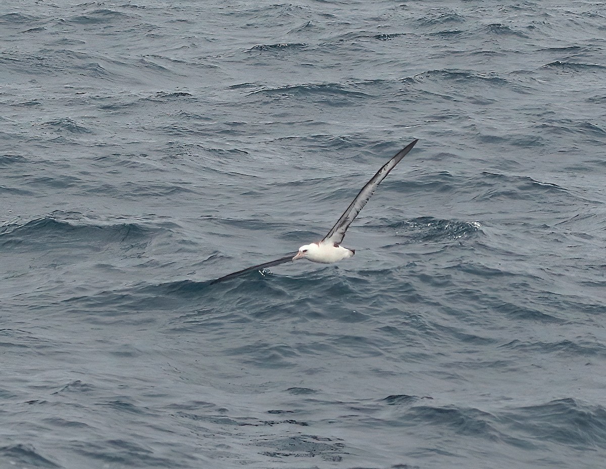 Laysan Albatrosu - ML492678061