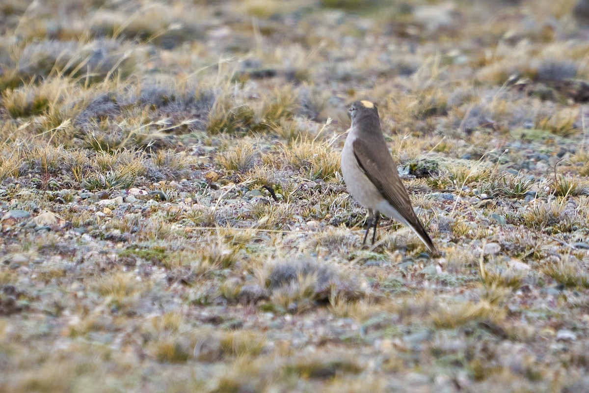 Ochre-naped Ground-Tyrant - Sebastián  Alonso