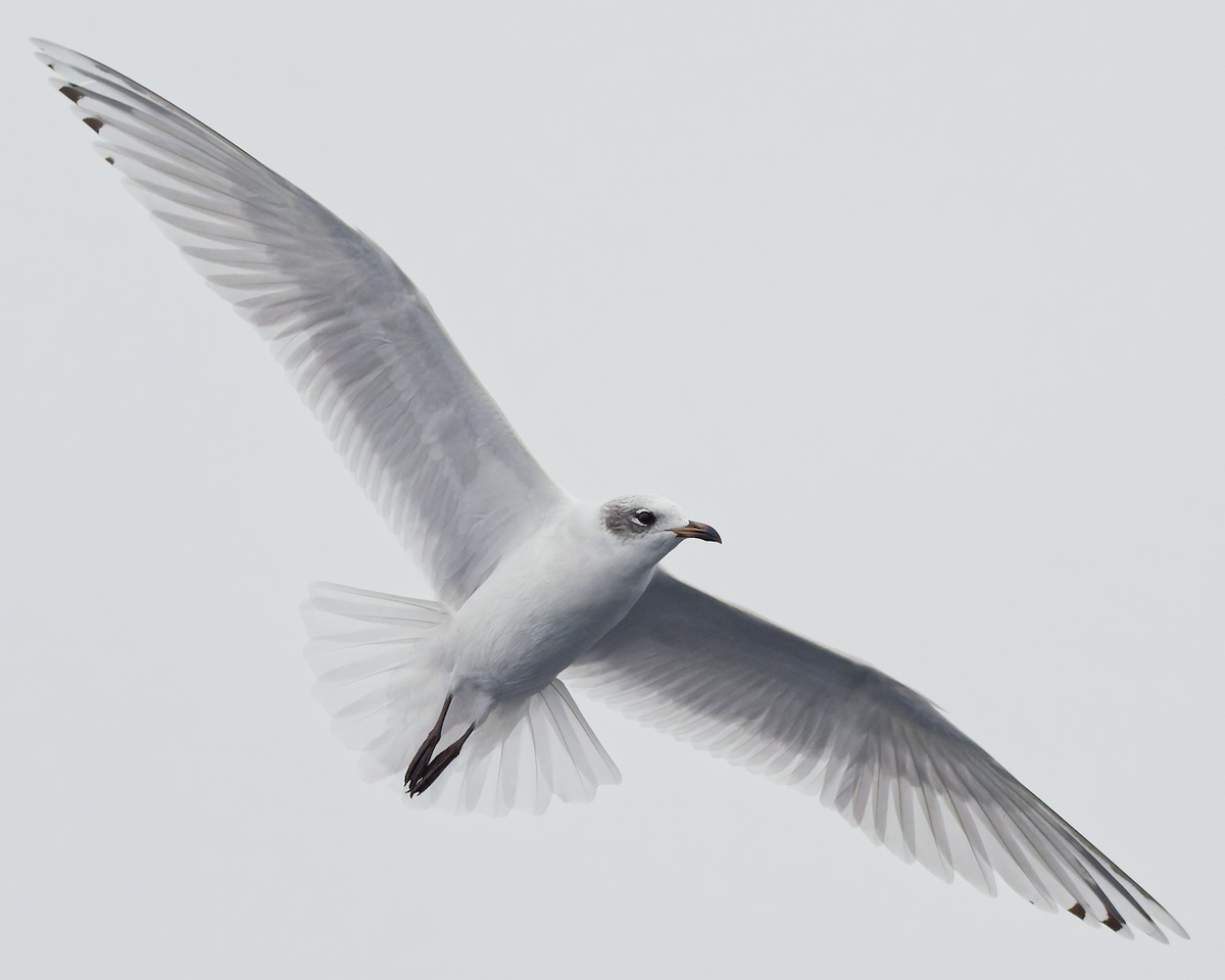 Mediterranean Gull - Juan Parra Caceres