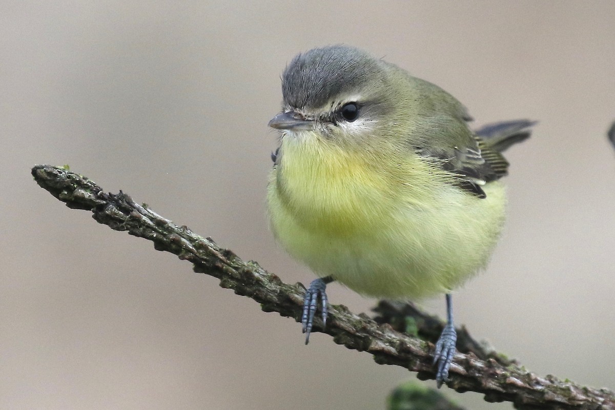 Philadelphia Vireo - ML492681601