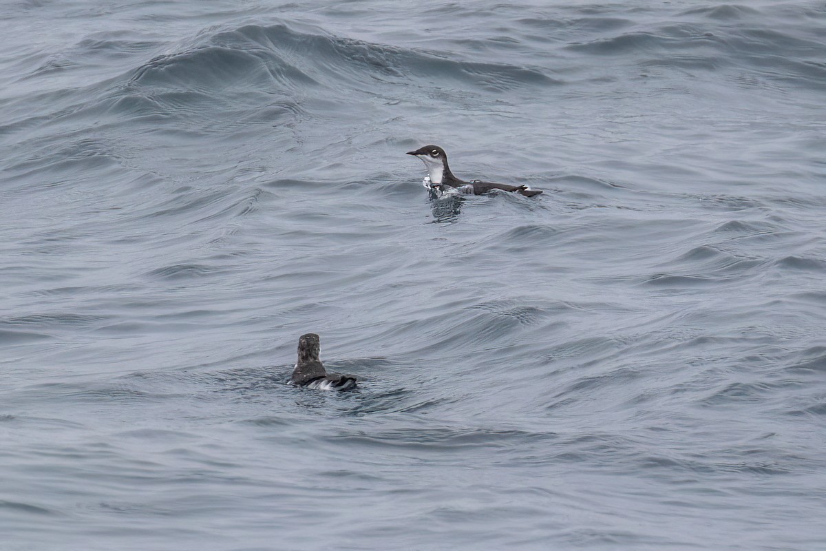 Scripps's Murrelet - ML492682041