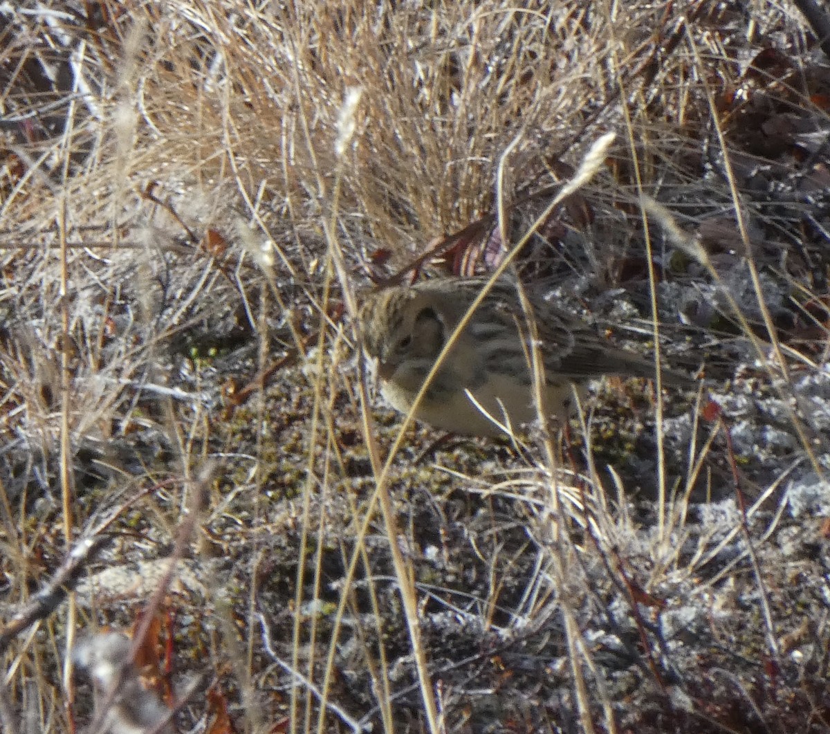 Lapland Longspur - ML492684551