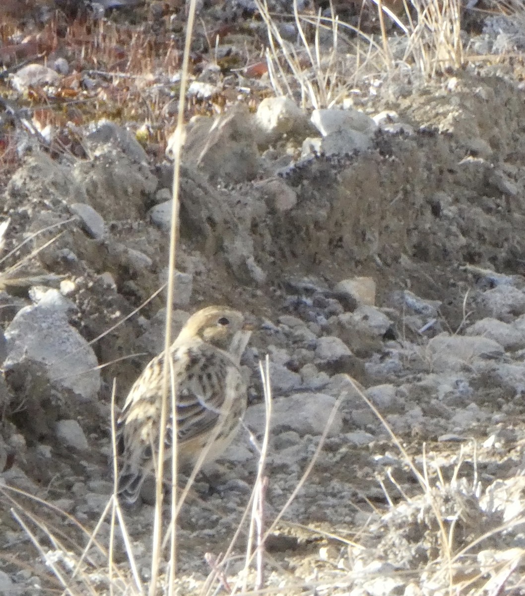 Lapland Longspur - ML492684621