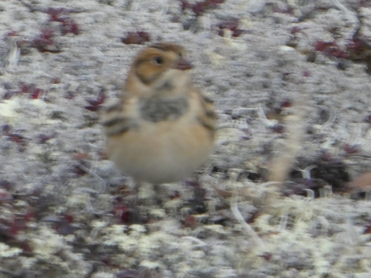 Lapland Longspur - ML492684661