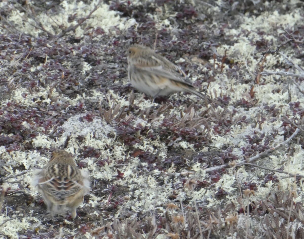 Lapland Longspur - ML492684731