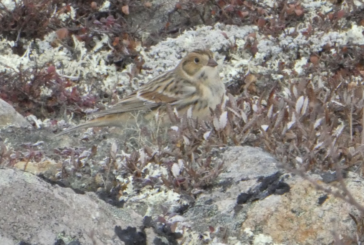 Lapland Longspur - ML492684741