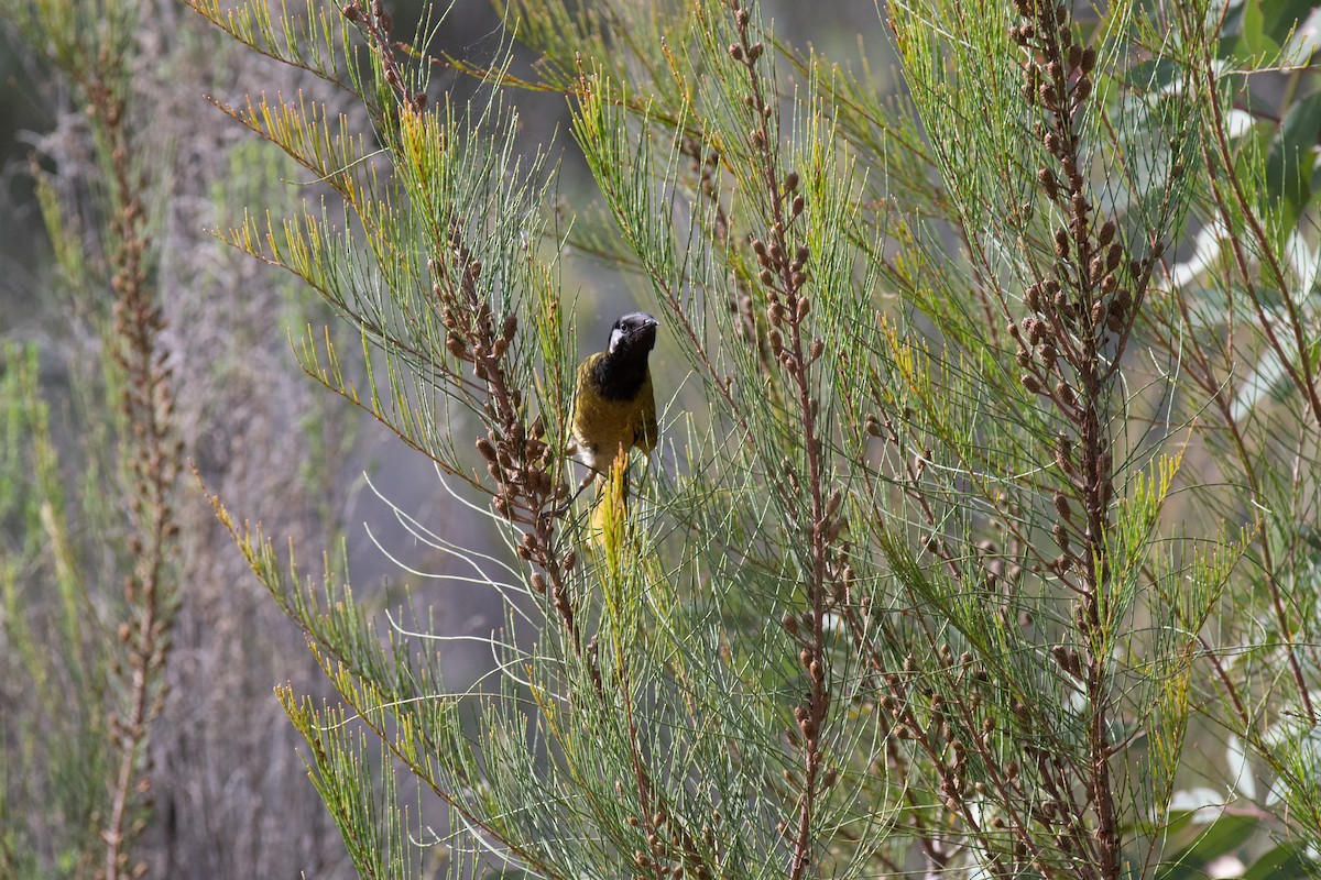 Медник чорноволий - ML492684841