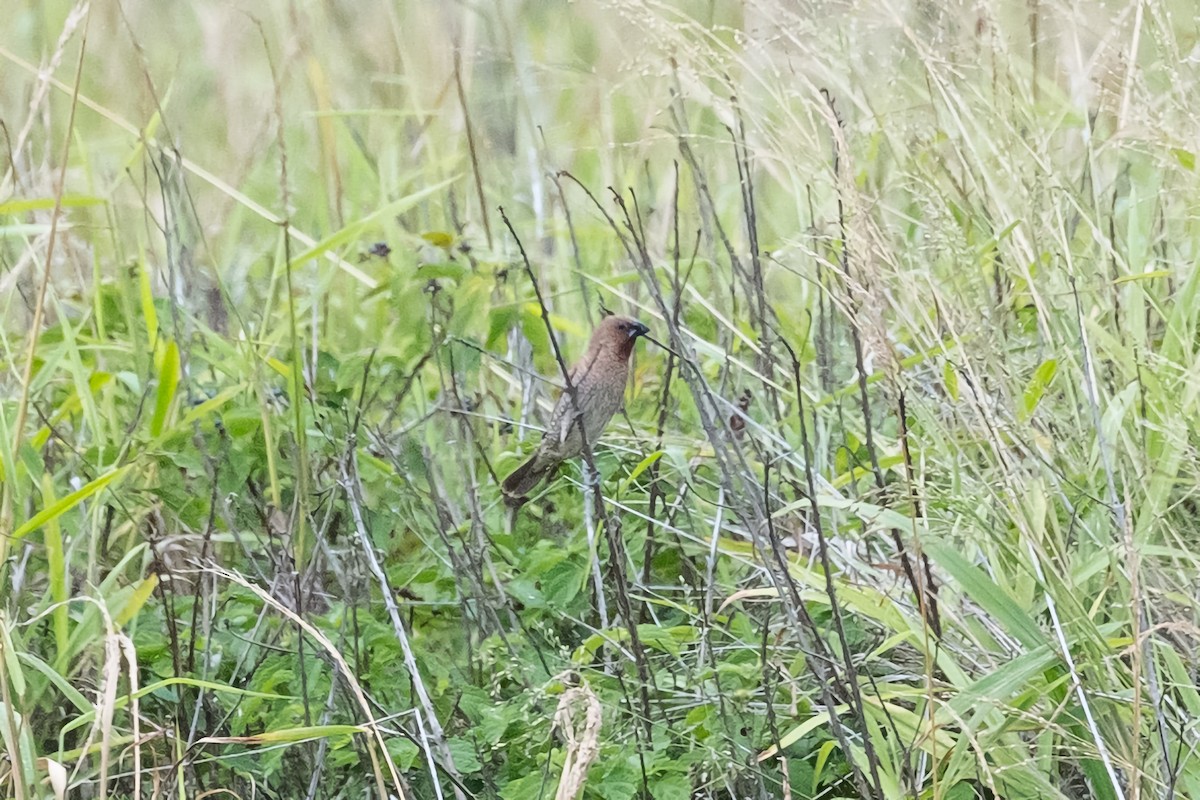 Scaly-breasted Munia - ML492684991