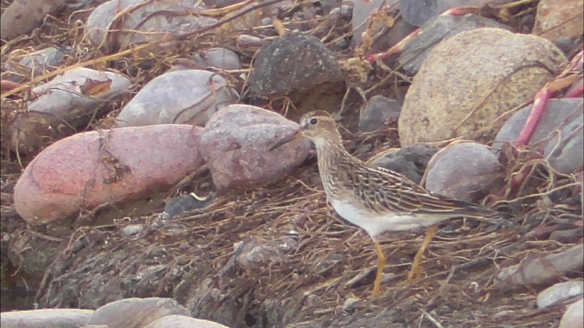 Pectoral Sandpiper - ML492685011