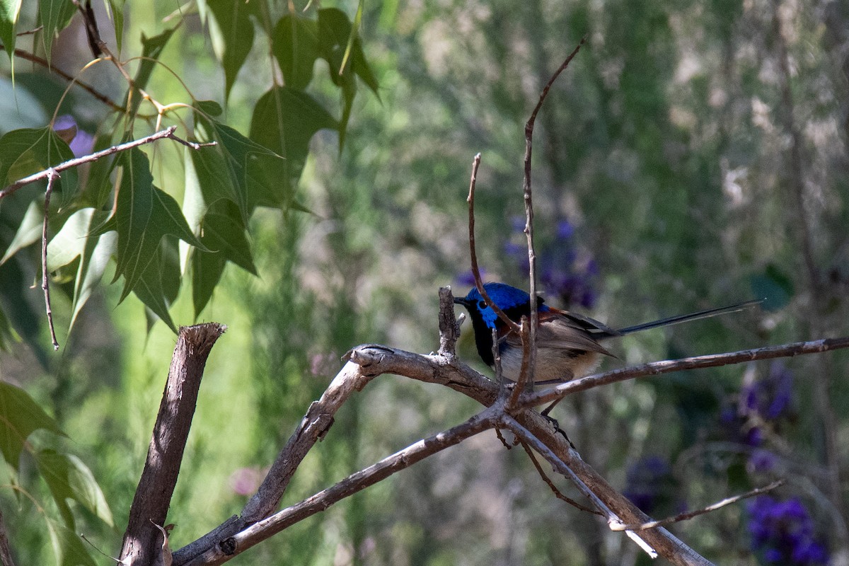 Малюр австралійський - ML492685031