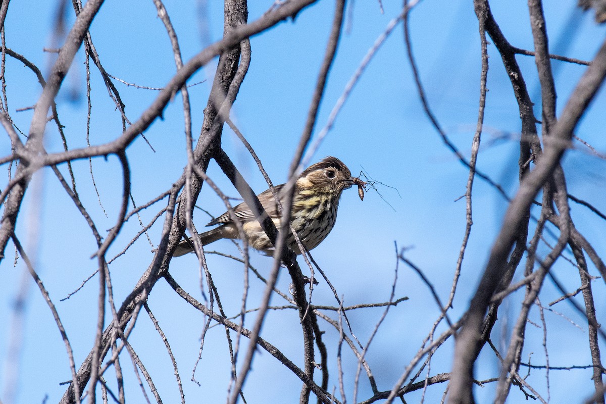 Пустковик малий - ML492685091
