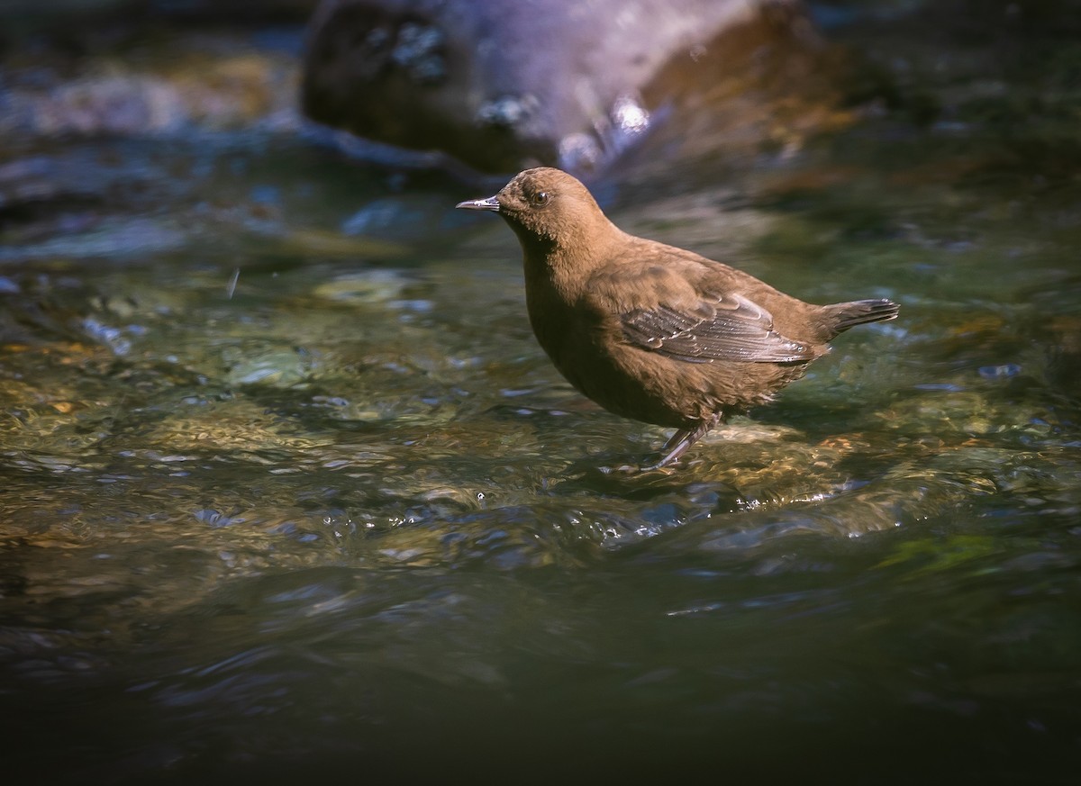 Brown Dipper - ML492685531