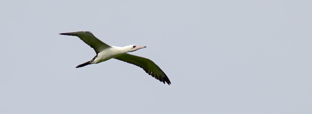 Abbott's Booby - ML492685931