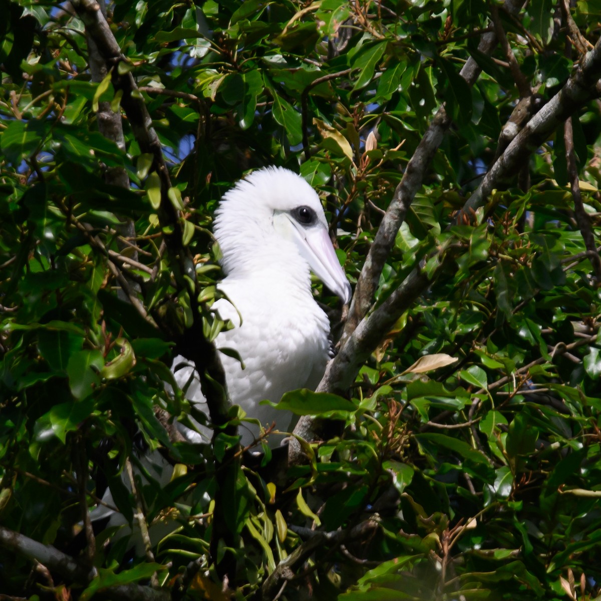 Abbott's Booby - ML492685941