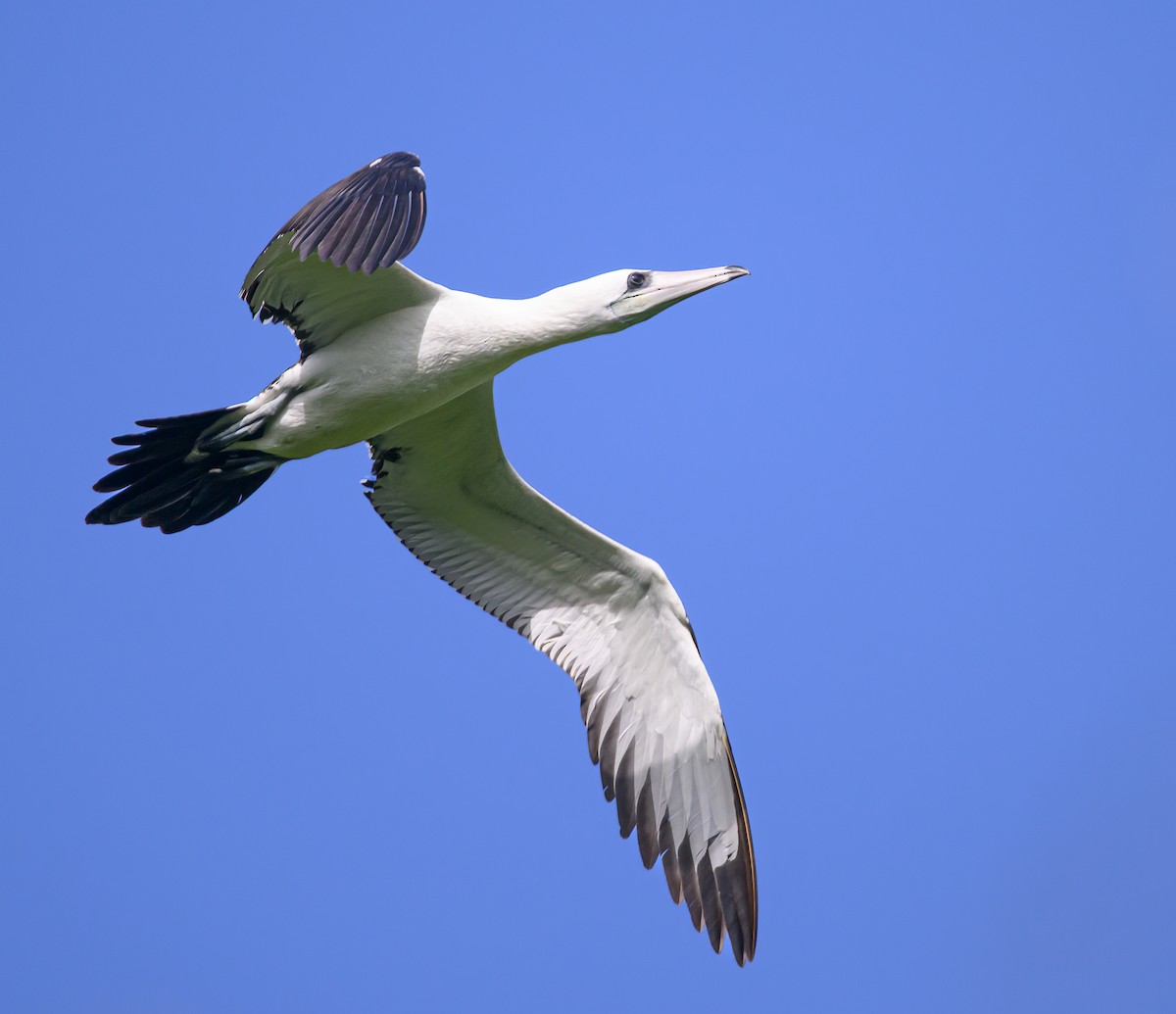 Abbott's Booby - ML492685951