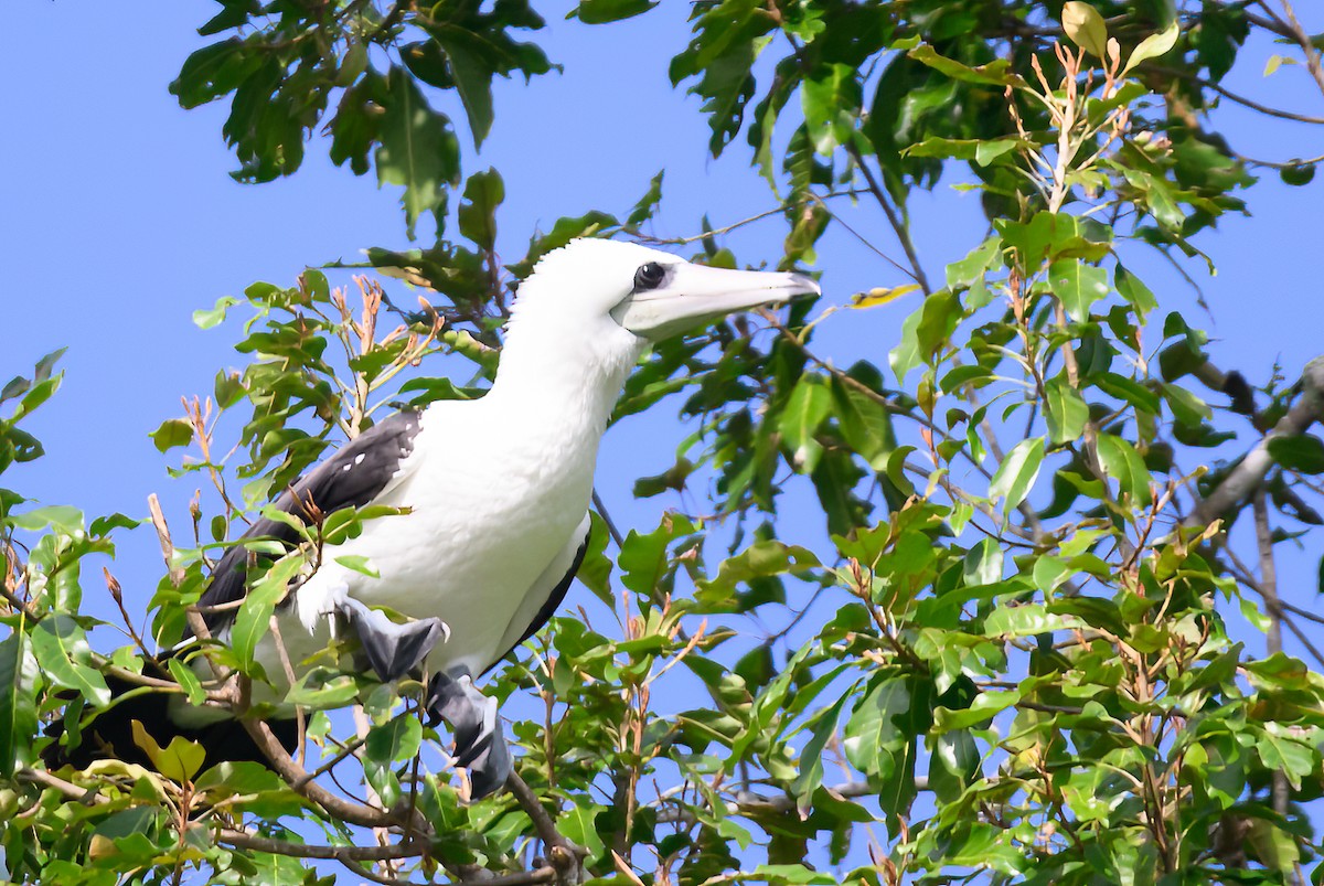 Abbott's Booby - ML492685961