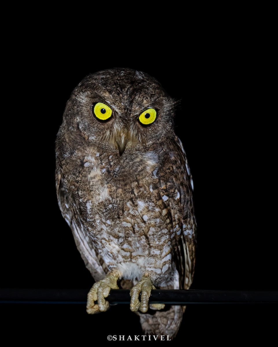 Nicobar Scops-Owl - ML492686421