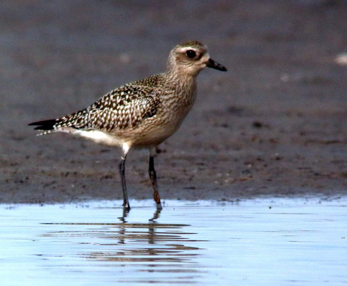 Black-bellied Plover - Szabolcs Kókay