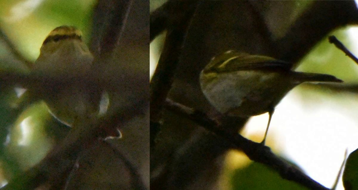 Pallas's Leaf Warbler - ML492686471