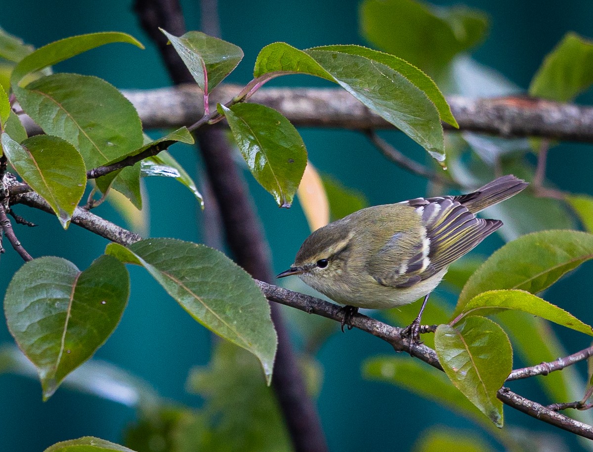 Mosquitero Dorsiclaro - ML492688871