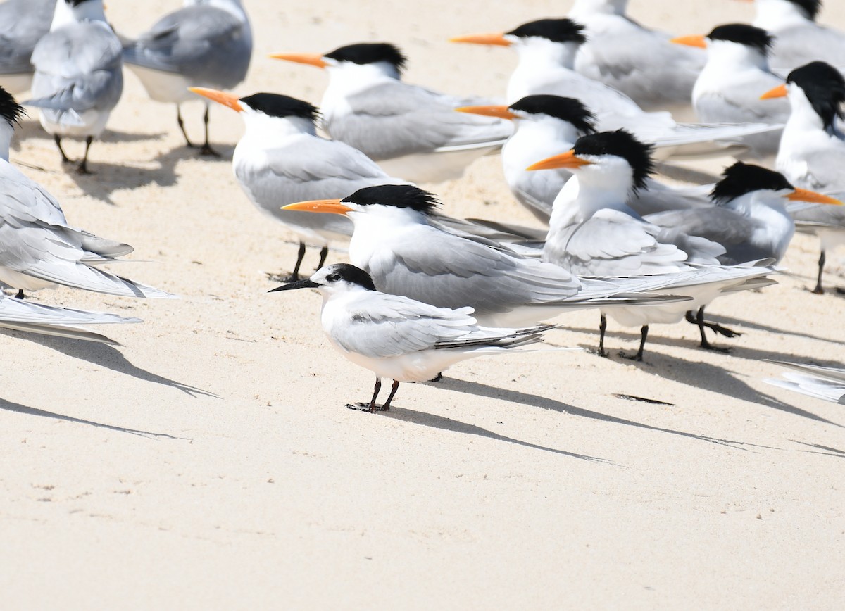 Roseate Tern - ML492688991