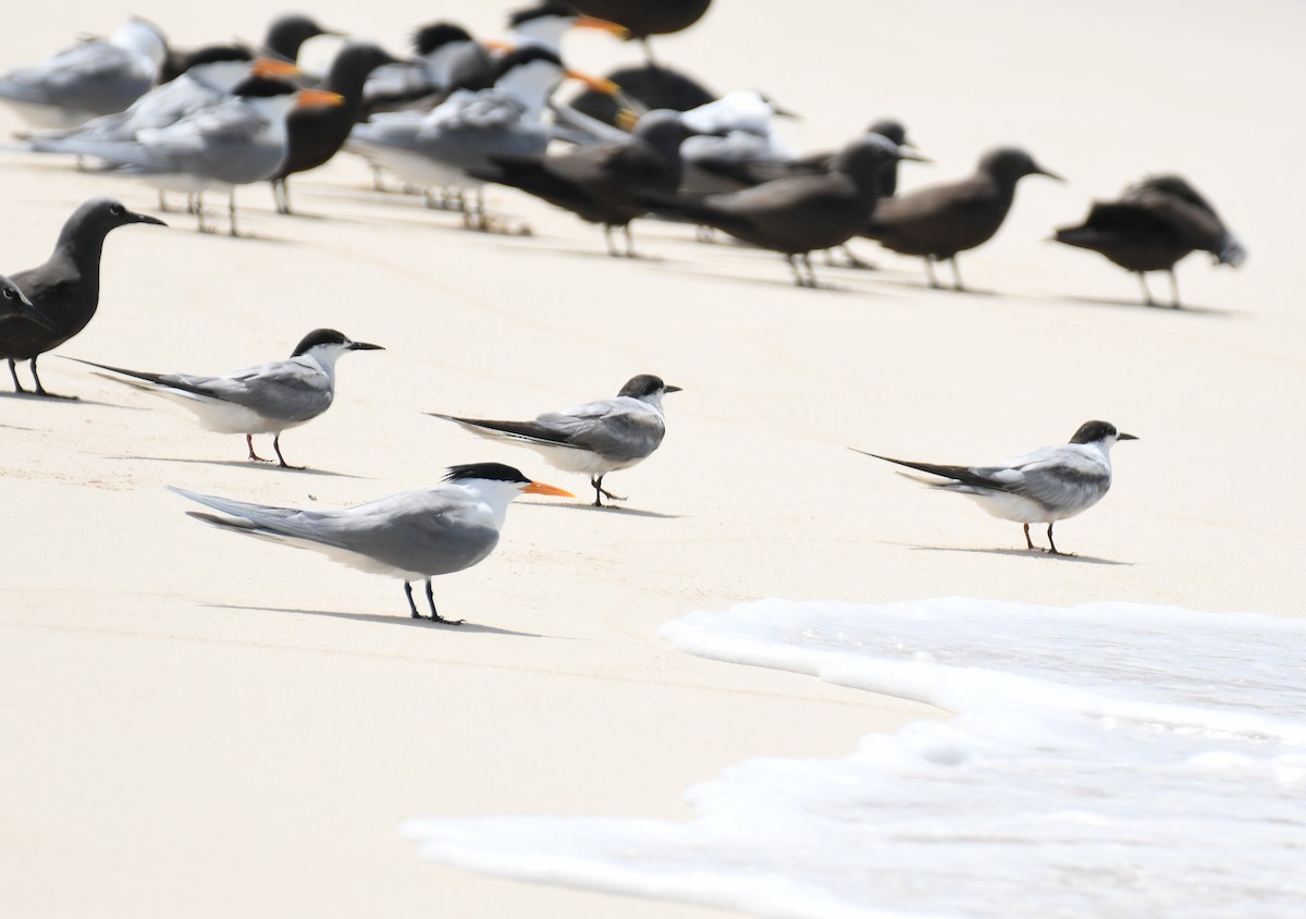 Common Tern - Warwick Allen