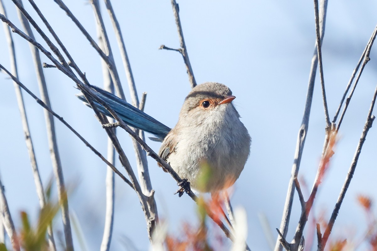 Splendid Fairywren - ML492690821