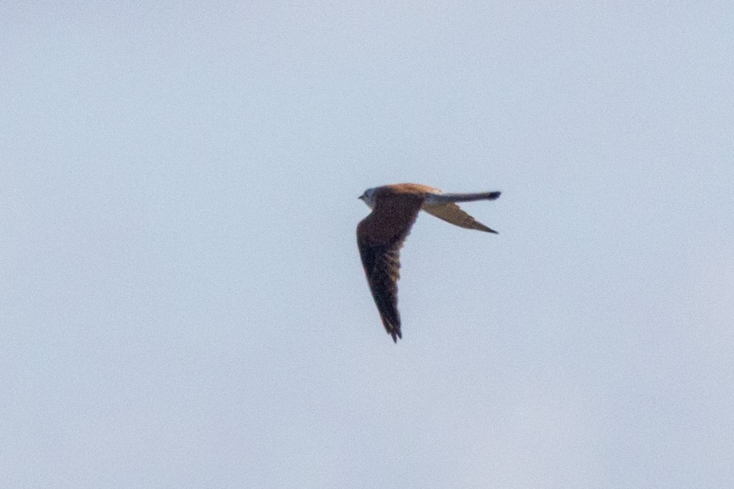 Nankeen Kestrel - ML492690831