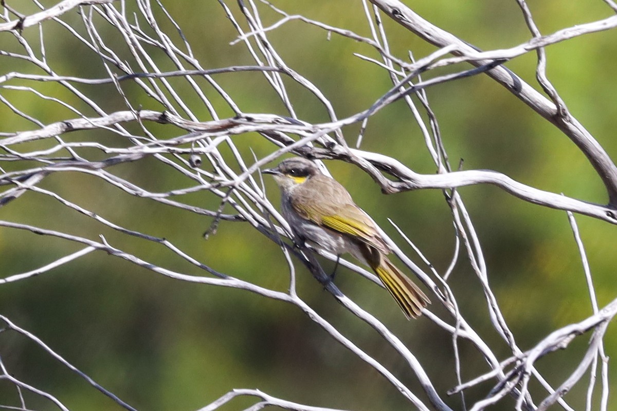 Singing Honeyeater - ML492690851