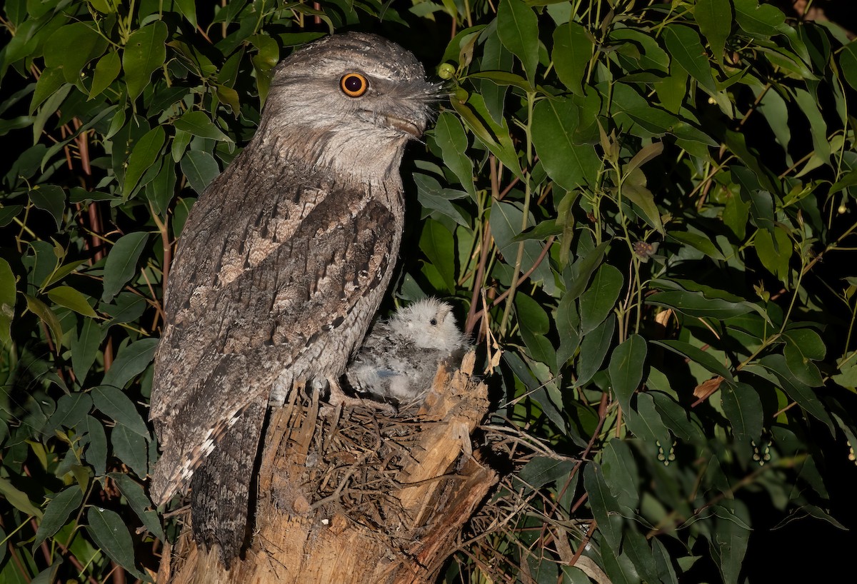 Tawny Frogmouth - ML492691491