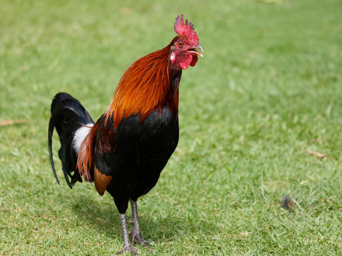 Red Junglefowl (Domestic type) - Dina Perry