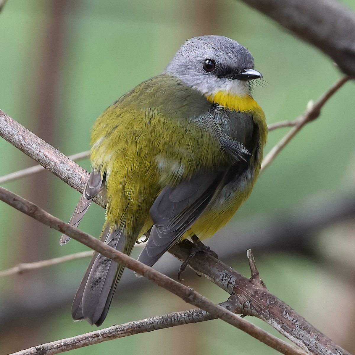 Eastern Yellow Robin - ML492694371