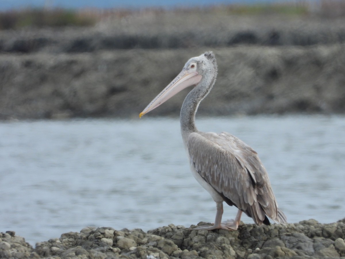 pelikán skvrnozobý - ML492697301