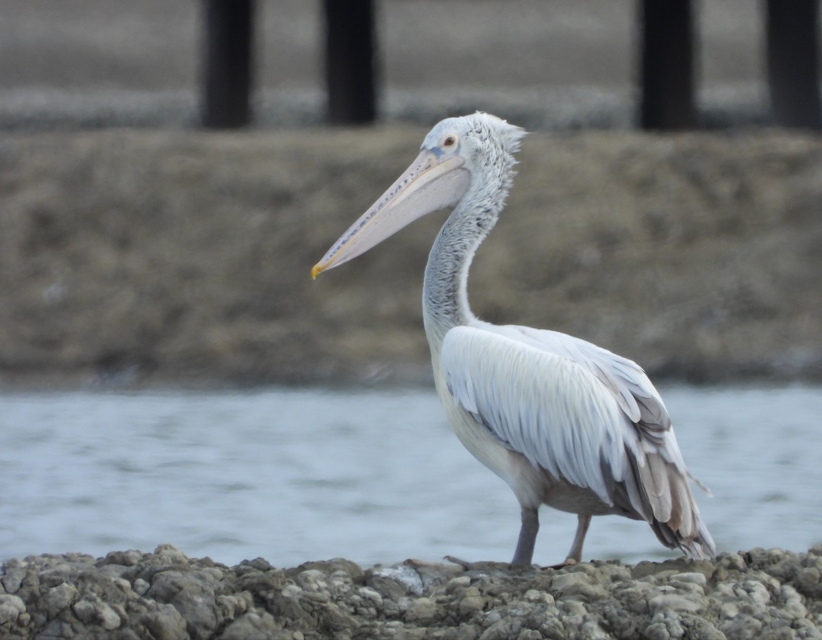 Spot-billed Pelican - ML492697311