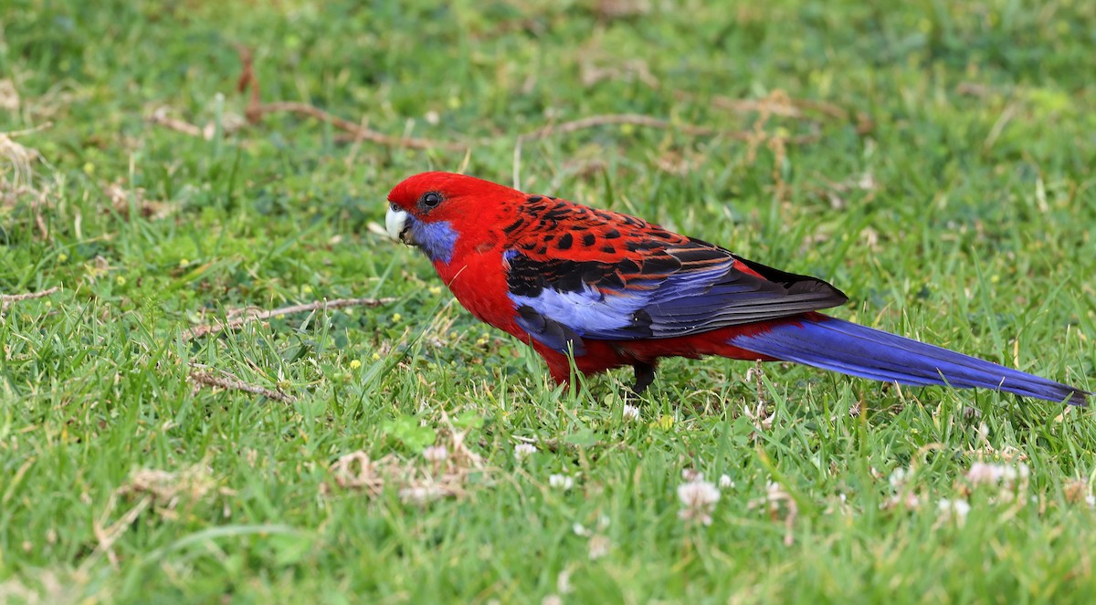 Crimson Rosella - Andy Gee