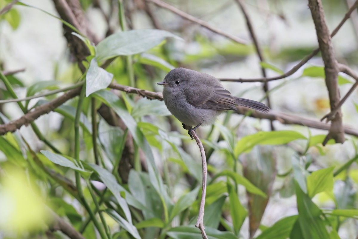 Sooty Tyrannulet - ML492698741